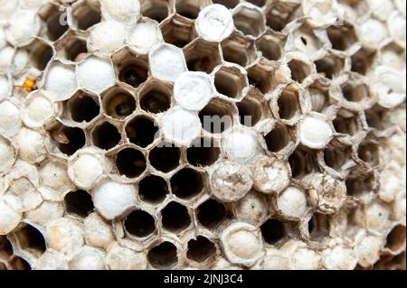 Closeup of comb with larvae of wasps known as Asian Giant Hornet or Japanese Giant Hornet on wooden table in top view. Stock Photo
