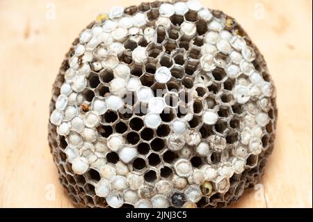 Closeup of comb with larvae of wasps known as Asian Giant Hornet or Japanese Giant Hornet on wooden table in top view. Stock Photo