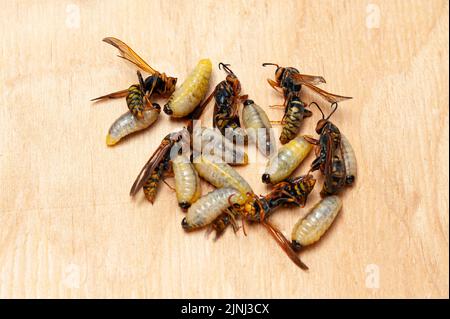 Dead larvae and wasps known as Asian Giant Hornet or Japanese Giant Hornet on wooden table in top view. Stock Photo