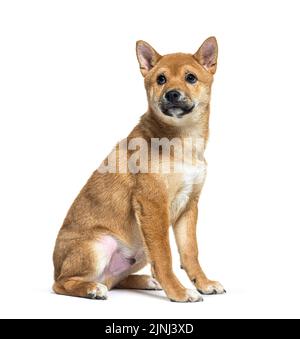 brown Puppy Shiba Inu looking up, isolated on white Stock Photo