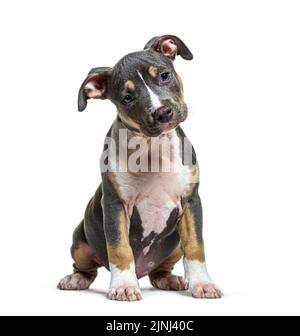 Puppy American Staffordshire terrier sitting in front, amstaff, isolated on white Stock Photo