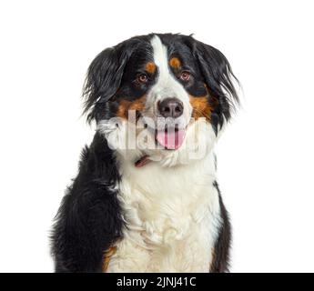 portrait of a young Bernese mountain dog panting, isolated on white Stock Photo