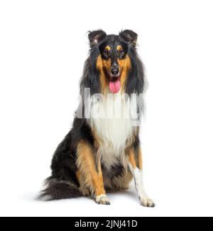 Panting Rough Collie dog sit in front and looking at the camera, isolated on white Stock Photo