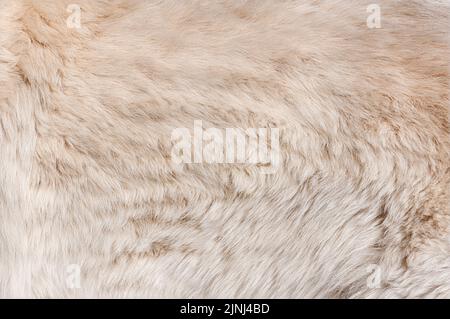Macro of Berger blanc suisse dog hair Stock Photo