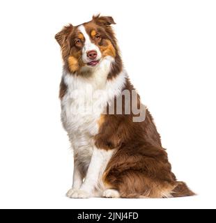 Tri color red australian shepherd, isolated on white Stock Photo