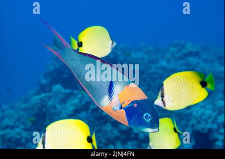 saddle wrasse or hinalea lau-wili, Thalassoma duperrey (endemic species), terminal male, endemic milletseed butterflyfish in background, Kona, Hawaii Stock Photo