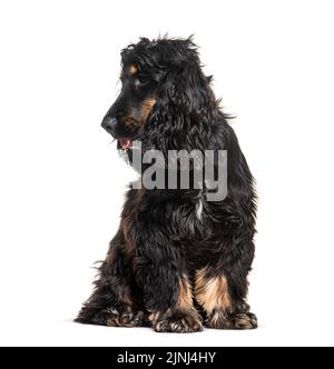 Side view of a English cocker spaniel looking away, head profile, isolated on white Stock Photo