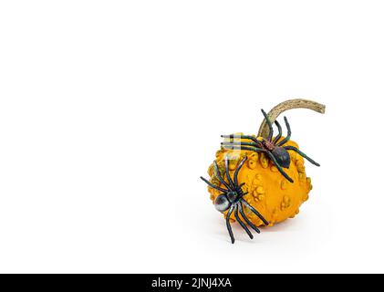 Halloween decorative pumpkin with big spiders isolated object, white background Stock Photo