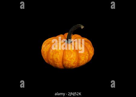 Isolated decorative small pumpkins of different varieties on a black background Stock Photo