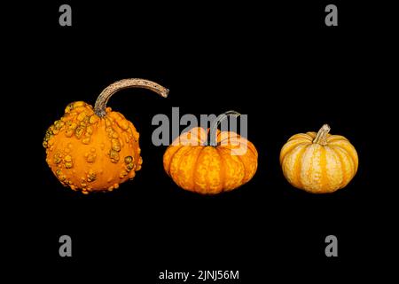 set of small decorative pumpkins on black background, isolated object Stock Photo