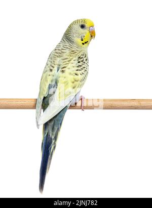 Back view of a grey rainbow Budgerigar on a wooden perch, isolated on white Stock Photo