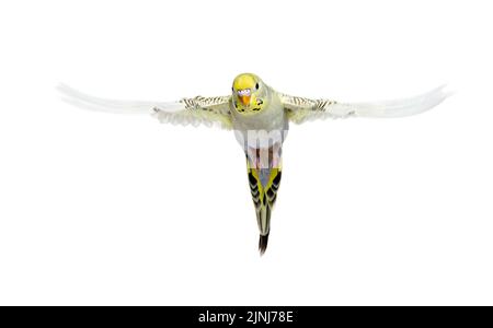 grey rainbow Budgerigar bird flying wings spread, isolated on white Stock Photo