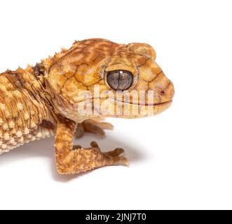 Head shot of a Centralian rough knob-tail gecko, Nephrurus amyae Stock Photo