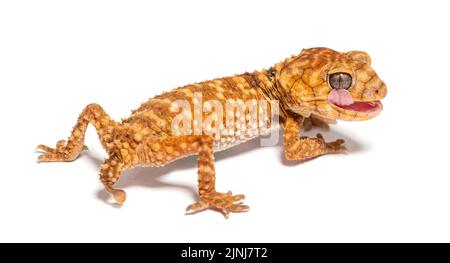Rear view of a Centralian rough knob-tail gecko licking its eye, Nephrurus amyae Stock Photo