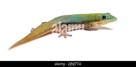 Gold dust day gecko, Phelsuma laticauda, Isolated on white Stock Photo