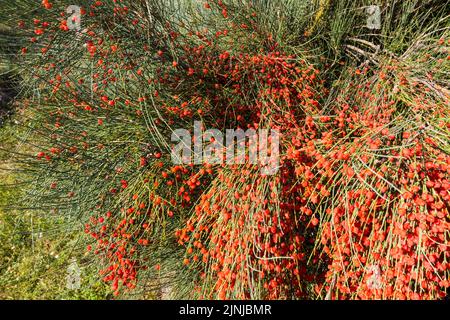 Joint pine (Ephedra fragilis Desf. ssp. campylopoda Aschers) fruits berries in summer in Botanic Garden of University of Sopron, Hungary Stock Photo