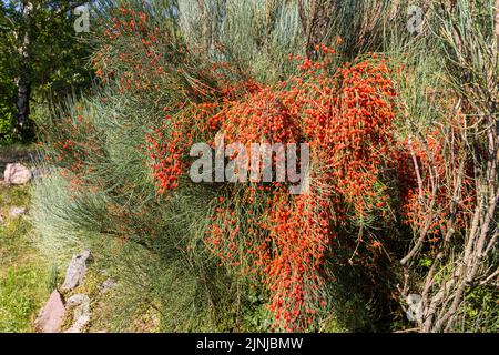 Joint pine (Ephedra fragilis Desf. ssp. campylopoda Aschers) fruits berries in summer in Botanic Garden of University of Sopron, Hungary Stock Photo