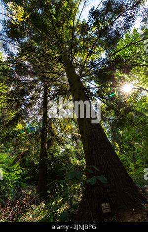 Grand fir (Abies grandis Lindley) tree in Botanic Garden of University of Sopron, Hungary Stock Photo