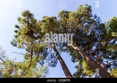 Maritime pine or cluster pine (Pinus pinaster) pine trees low angle view in Botanic Garden of University of Sopron, Hungary Stock Photo