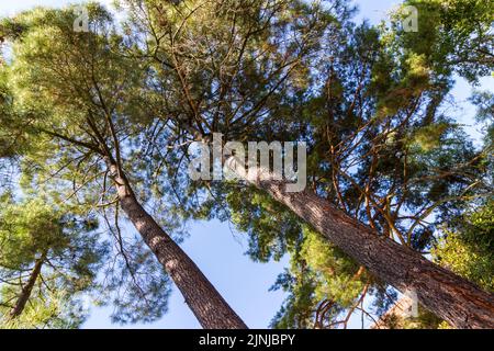 Maritime pine or cluster pine (Pinus pinaster) pine trees low angle view in Botanic Garden of University of Sopron, Hungary Stock Photo