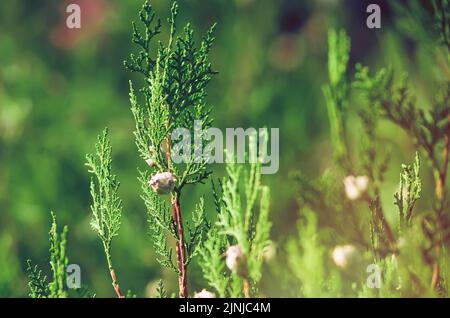 Thuja branches. Photo of nature. Closeup of thuja branches. Stock Photo