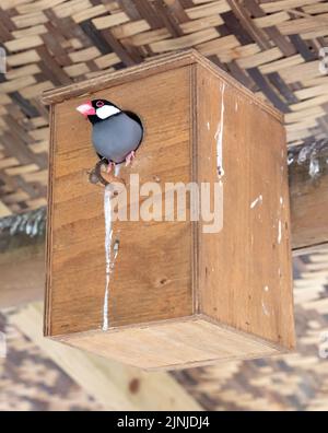 Colorful java sparrow sitting safely in a birdhouse Stock Photo