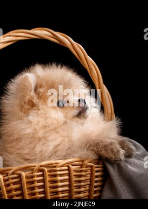 Pomeranian Spitz looks up sitting in a wicker basket. Studio shooting on a dark background. Close up. Stock Photo