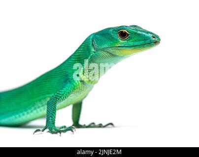 Head shot portrait of a Green keel-bellied lizard, Gastropholis prasina Stock Photo