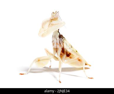 Walking flower mantis, Hymenopus coronatus, isolated on white Stock Photo