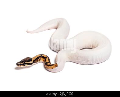 Piebald high white ball python, python regius, isolated on white Stock Photo