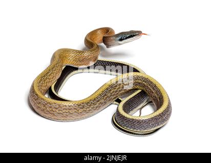 Beauty rat snake tongue out, orthriophis taeniurus ridleyi, isolated on white Stock Photo