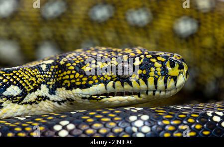 Head shot of a Diamond python, Morelia spilota spilota Stock Photo