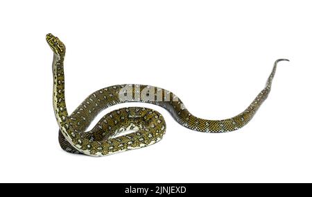 Diamond python moving up, Morelia spilota spilota, isolated on white Stock Photo