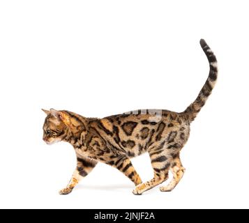 Side view of a Bengal cat walking, isolated on white Stock Photo