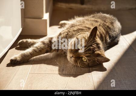 Domestic tabby grey cat lies on the wooden floor indoors in morning sun rays. Pet indoors. Stock Photo