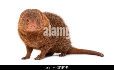 Ethiopian dwarf mongoose, Helogale hirtula, isolated on white Stock Photo