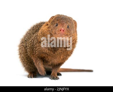 Ethiopian dwarf mongoose, Helogale hirtula, isolated on white Stock Photo