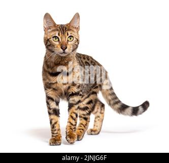 Bengal cat walking towards to the camera, isolated on white Stock Photo