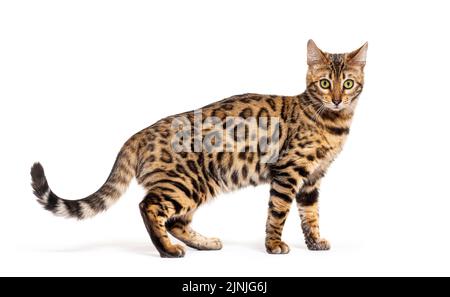 Bengal cat looking at the camera, isolated on white Stock Photo