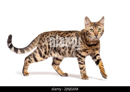 Brown bengal cat walking, isolated on white Stock Photo