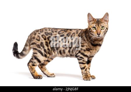 Side view of a Bengal cat, isolated on white Stock Photo