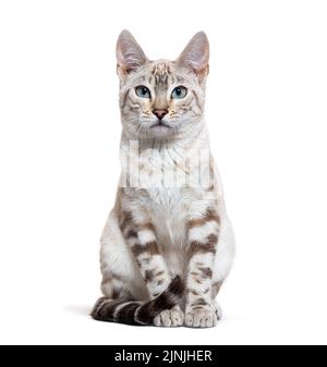 Snow lynx Bengal cat facing the camera, isolated on white Stock Photo
