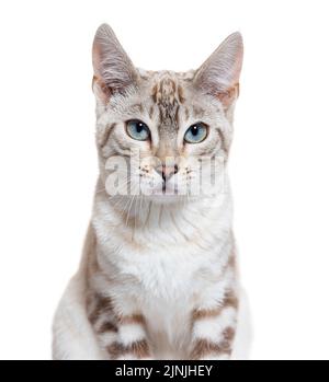 Snow lynx Bengal cat facing the camera, isolated on white Stock Photo