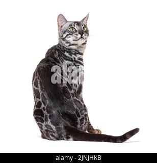 Bakc view on a Grey Bengal cat looking up, isolated on white Stock Photo