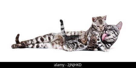 Mother Bengal cat cuddling her kitten, isolated on white Stock Photo