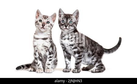 Two Bengal cat kitty, sitting together, isolated on white Stock Photo