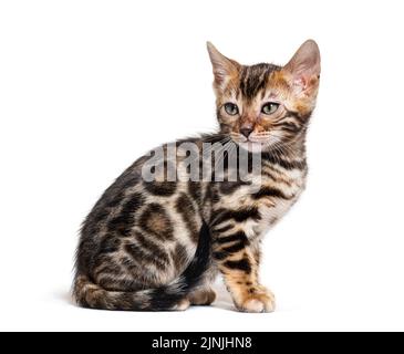 Sitting Bengal cat kitten, isolated on white Stock Photo