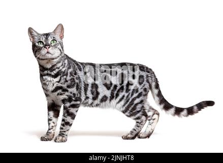Side view of a Silver bengal cat, standing and looking up, in front of a white background Stock Photo