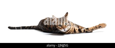 Bengal cat lying down, isolated on white Stock Photo