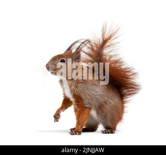 Eurasian red squirrel looking at the camera, sciurus vulgaris, one year old, isolated on white Stock Photo